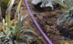 Picture of GreyFlow™ Dripper Line 100 Meter Coil