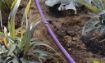 Dripper line in garden